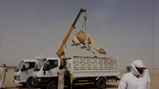 Loading a Angry Camel in Truck in Abu Dhbai Al Wathba 28/3/2020