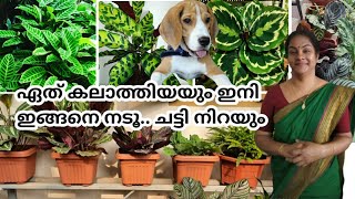 Calathea Plant Care and Easy propogation method || Potting mix || Fertilizer || Fungicide || Plants/