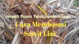 Cara Membasmi Sawit Liar