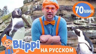 Пингвины в Зоопарке 🐧🐧 | Блиппи на русском