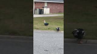 Greedy Duck Not Sharing  #shorts #animals #funny #funnyshorts #funnyvideo