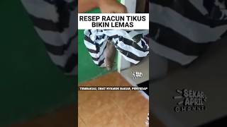 WAJIB TAHU, RACUN TIKUS RUMAHAN MANJUR