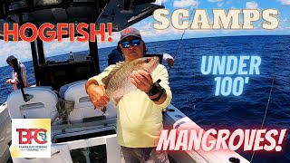 Scamps, Mangrove Snapper and Hogfish in less than 100' of water offshore Tampa Bay!