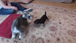 Schnauzer and Border Terrier Pup Play-Fighting