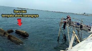 ternyata disini sarangnya - mancing di bagan masdi pertamina