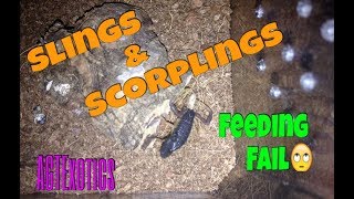 New Sling & Scorpling Feeding - Fail