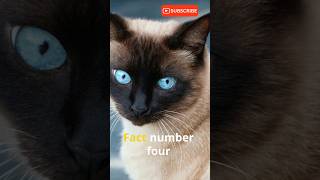 Siamese Cat 101: 4 Fascinating Facts About This Vocal Breed 🐾