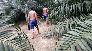 Minority Boys Live in Oil Palm Plantations