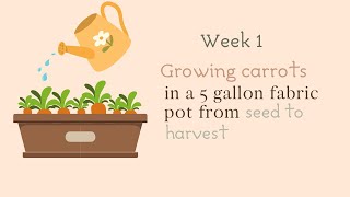 Growing Carrots in Fabric Pots | From Seed to Harvest: Week 1