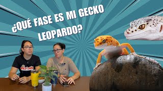 T3EP09 ¿Qué FASE es mi GECKO LEOPARDO? 🥺👀‼️ Información peladita y en la boca? 😅