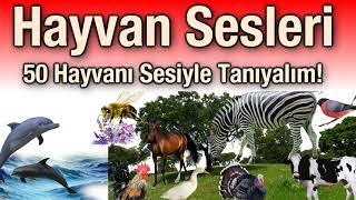 İşte Hayvan Sesleri, 50 Hayvanı Sesiyle Tanıyalım!