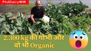 सफल किसान और Budget खेती II #farming #farmer #organic #trending #viral #vegetables