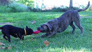 Cane corso and French bulldog playing tug of war