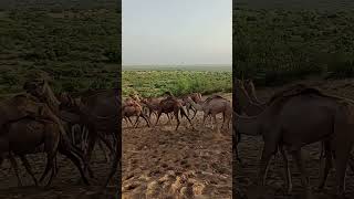 Amazing sounds morning short clip video camel back to back