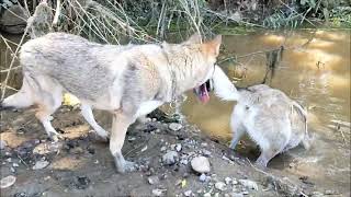 Czechoslovakian Wolfdog pack "Kuryak of Stellaburg" @ Trnavska Baluga, West Morava riverside 2