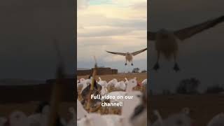 Traffic hunting snow geese on public land!