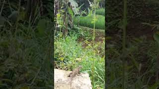 Nemu BIAWAK di sungai sawah.