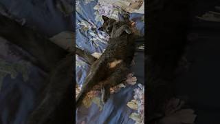 Macavity the Very Cute Cat | Cuteness Overload!! #catshorts #cutecatshorts #cutenessoverload