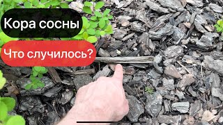 Кора сосны спустя 4 месяца на участке