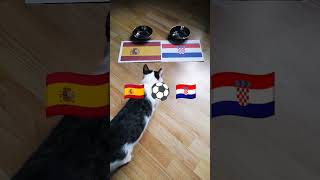 Cat predicting today's matches #swiss #hungary #italy #albania #spain #croatia #soccer