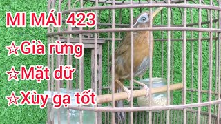 Chim Họa Mi mái già rừng, mặt dữ, xùy gạ tốt, chuẩn chim sạch, không tật lỗi... #0374961666