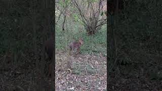 Suni at Nairobi Tented Camp