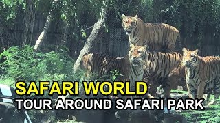 SAFARI WORLD, BANGKOK   A Complete Tour Around Safari Park, Incl Tiger Feeding Show  Compress