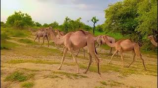 نزهة جميلة لقطيع الجمال الجميل 🐪camel#