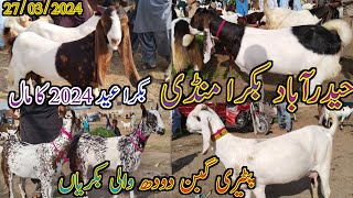 Hyderabad Bakra mandi | Latest update today | Bakra Eid 2024 | Goat milking | date 27/03/2024