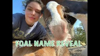 FOAL NAME REVEAL!