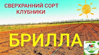 Более 1км клубники🍓🍓🍓 Выносливая и высокопродуктивная клубника Брилла сверхраннего срока созревания!