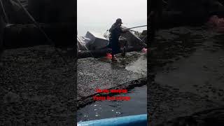 pesta strek ikan mahal di batrean dam merah tanjung priuk#shortvideo