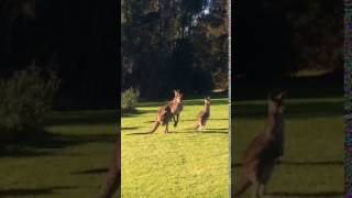 Kangaroos on the move