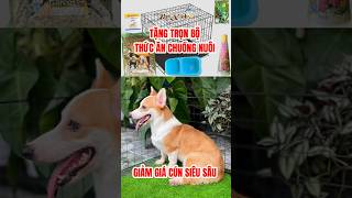 Chó corgi siêu khuyến mãi #petxinh #pets #corgi #petxinhnet