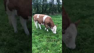 PH Simmental Heifer