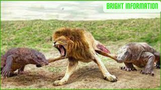 20 Times Lions Regretted Challenging Komodo Dragons: The Unpleasant Outcome|| Animals Fight#animal