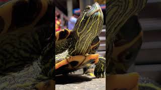 Tortoise #india #travel #reels #beach #viralreels #religion #nandi #youtubeshorts #travel #funny #om