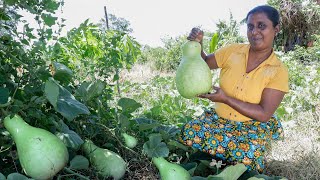 Bottle Gourd / Today I will make a dish that will surprise you. .village kitchen recipe