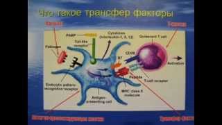 А что такое Трансфер фактор? часть 1.avi