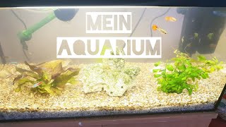 Mein Aquarium 8# was ist passiert