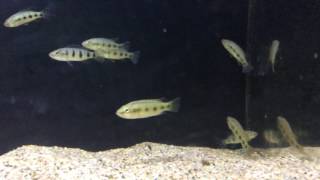 F1 Hemichromis Fasciatus fry Teef & Fefe 073017