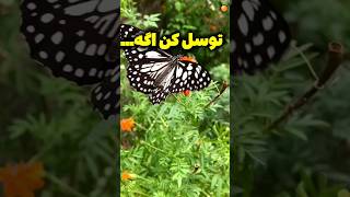 گره به کارت افتاده توسل کن/ کارساز ترین توسل ،توسل حضرت فاطمه زهرا(س) #shorts