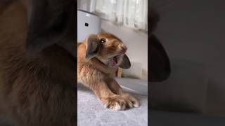 Bunny funny video #shorts #funny