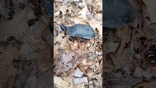 I Saw A Spotted Turtle 🐢 In The Woods #woods #turtle  #shorts #spottedturtle #reptile #adventure