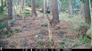 Fast action at the red squirrel feeder