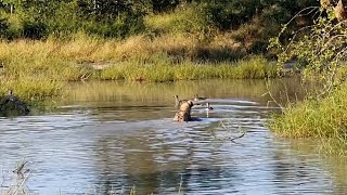 Hyena completely fails at hunting ducks