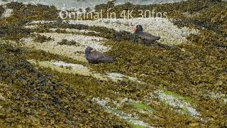 American black oystercatchers resting 4K stock footage