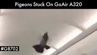 Pigeons Stuck On GoAir A320