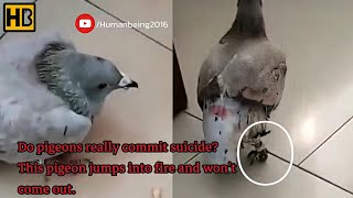 Pigeon Suicide?? This Pigeon Jumps into fire and Won't Come Out. Do Pigeons Really Commit Suicide??