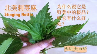 Stinging Nettle 刺荨麻草／纯天然的补钙剂，还可以美容，怎样吃最有效／Gen1:9